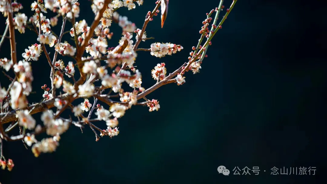 冬日山中赏梅:不喧不争,自有光阴 - 第4张