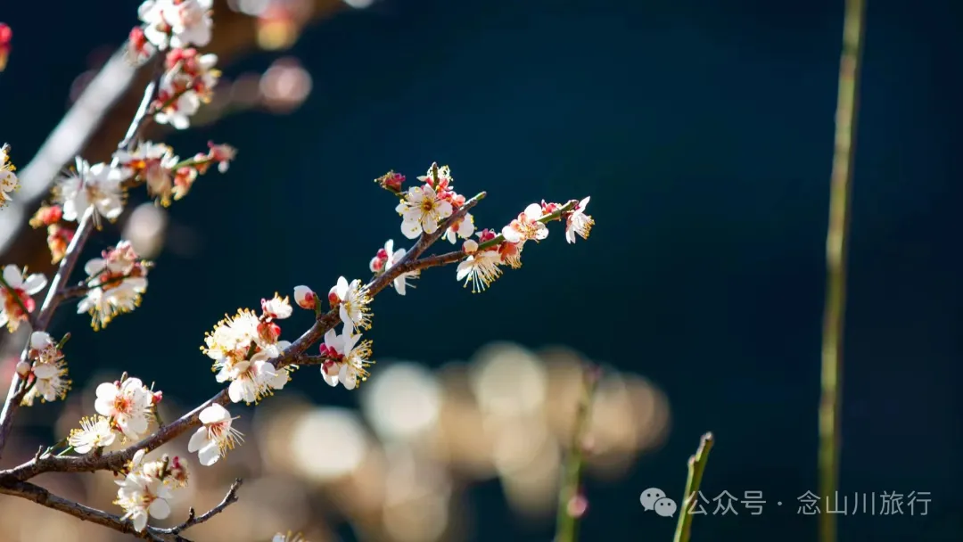 冬日山中赏梅:不喧不争,自有光阴 - 第5张