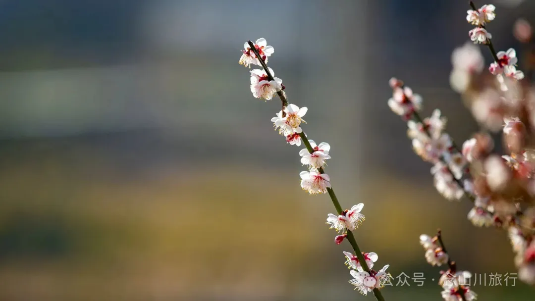 冬日山中赏梅:不喧不争,自有光阴 - 第6张