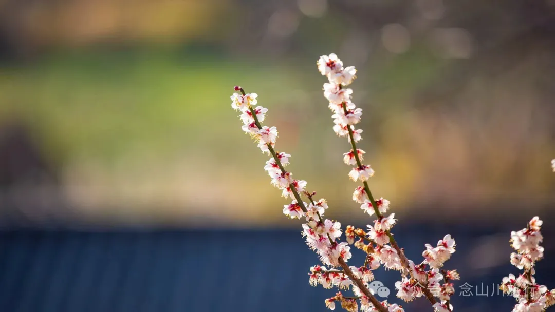 冬日山中赏梅:不喧不争,自有光阴 - 第7张