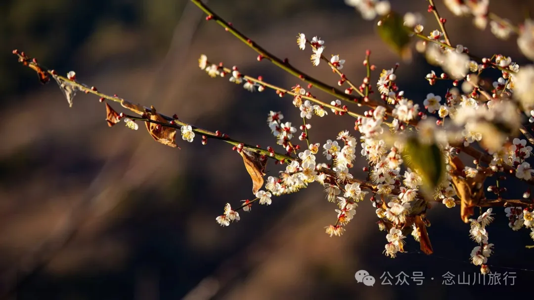 冬日山中赏梅:不喧不争,自有光阴 - 第8张