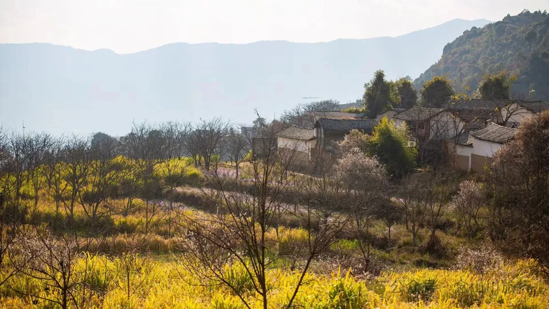 大理巍山金沙坪村杀猪饭：一口火烧肉与一次落日晚霞的乡愁治愈之旅 - 第4张
