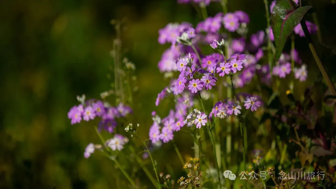 大理巍山金沙坪村杀猪饭：一口火烧肉与一次落日晚霞的乡愁治愈之旅 - 第8张