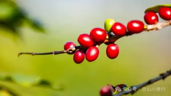 保山咖啡之旅:去高黎贡山间寻一片咖啡树的海洋,尽览潞江坝上风光