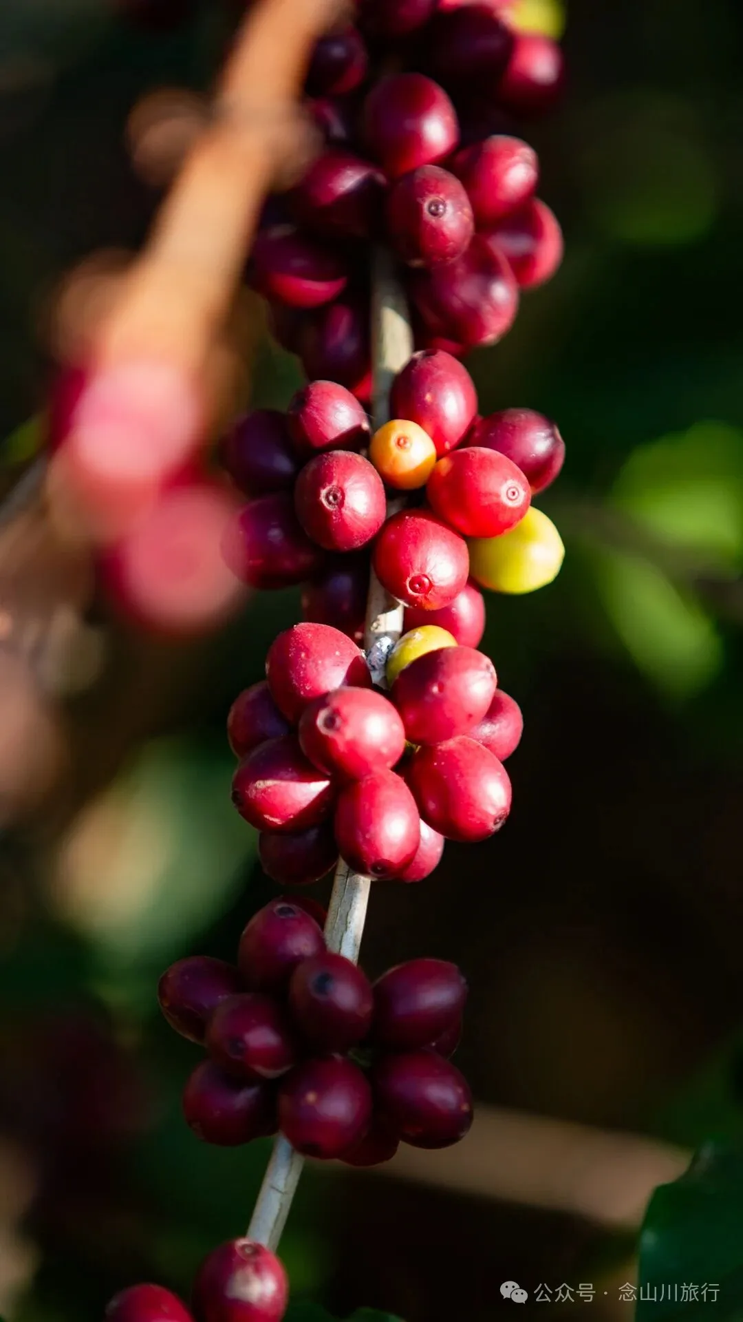 保山咖啡之旅：去高黎贡山间寻一片咖啡树的海洋，尽览潞江坝上风光 - 第9张