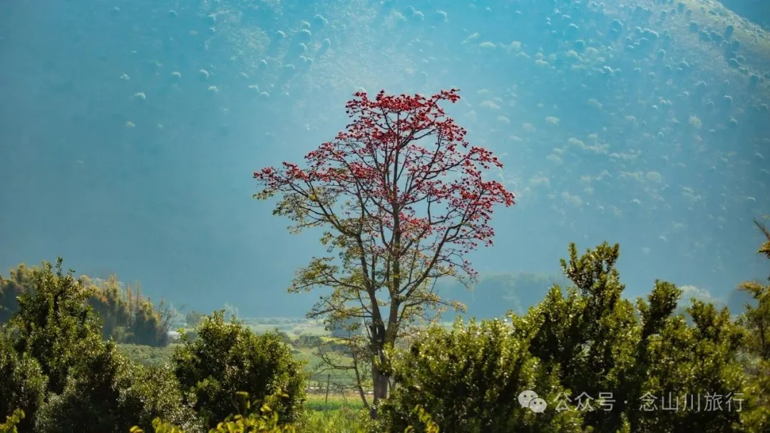 保山隆阳区潞江坝|寻找怒江边的木棉花与晨雾 - 第11张