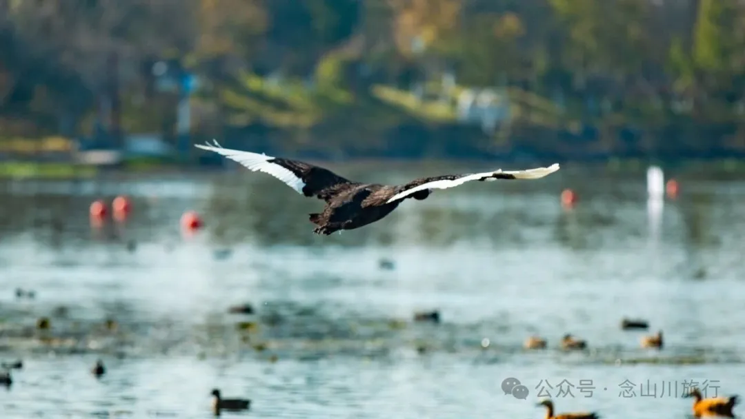 保山青华海：从哀牢古湖到现代城市景观的前世今生 - 第5张