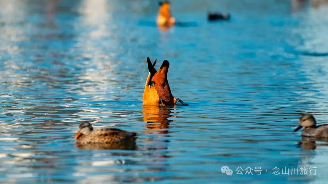 保山青华海：从哀牢古湖到现代城市景观的前世今生 - 第7张