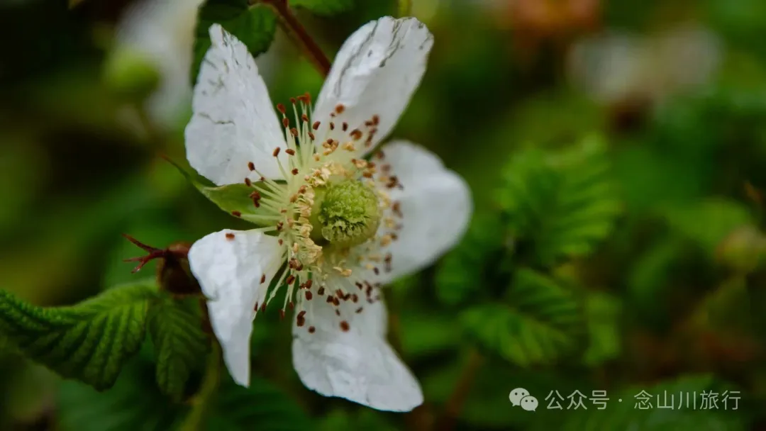 归乡之旅：从永修县城到九合乡饶家村，20公里长的河堤走不完40年乡愁 - 第12张