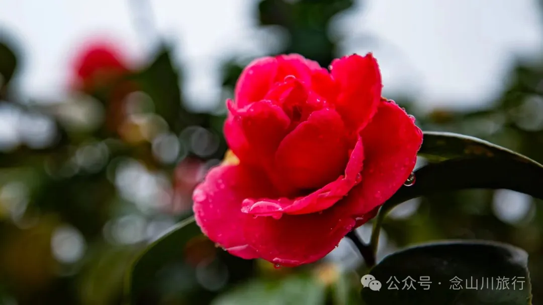 归乡之旅：从永修县城到九合乡饶家村，20公里长的河堤走不完40年乡愁 - 第29张