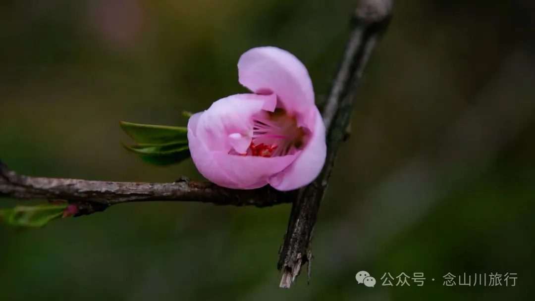 归乡之旅：从永修县城到九合乡饶家村，20公里长的河堤走不完40年乡愁 - 第30张