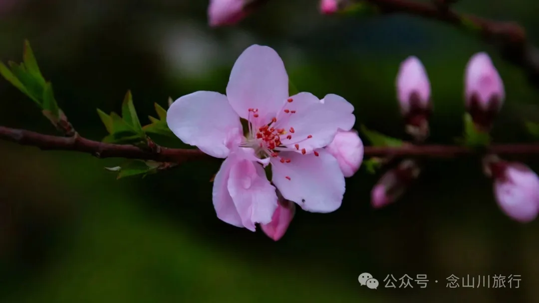 归乡之旅：从永修县城到九合乡饶家村，20公里长的河堤走不完40年乡愁 - 第31张