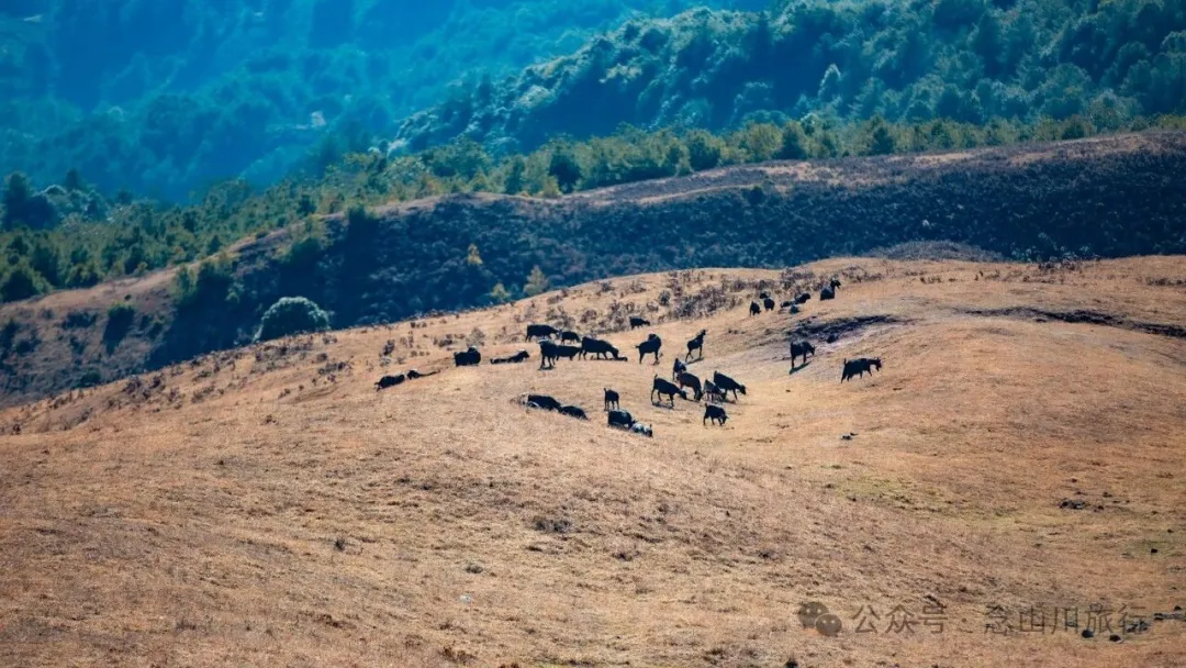 大理南涧无量山镇太平山风光:记一次被大风刮跑的露营经历 - 第4张