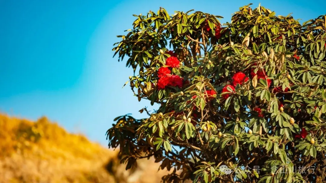 大理南涧无量山镇太平山风光:记一次被大风刮跑的露营经历 - 第5张