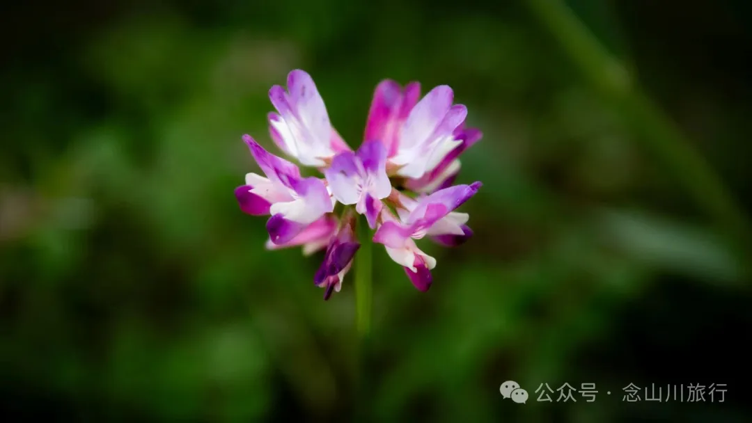 修河漫步:忆一些逃难的日子以及在河边用罾子扳虾的美好夏日黄昏 - 第8张