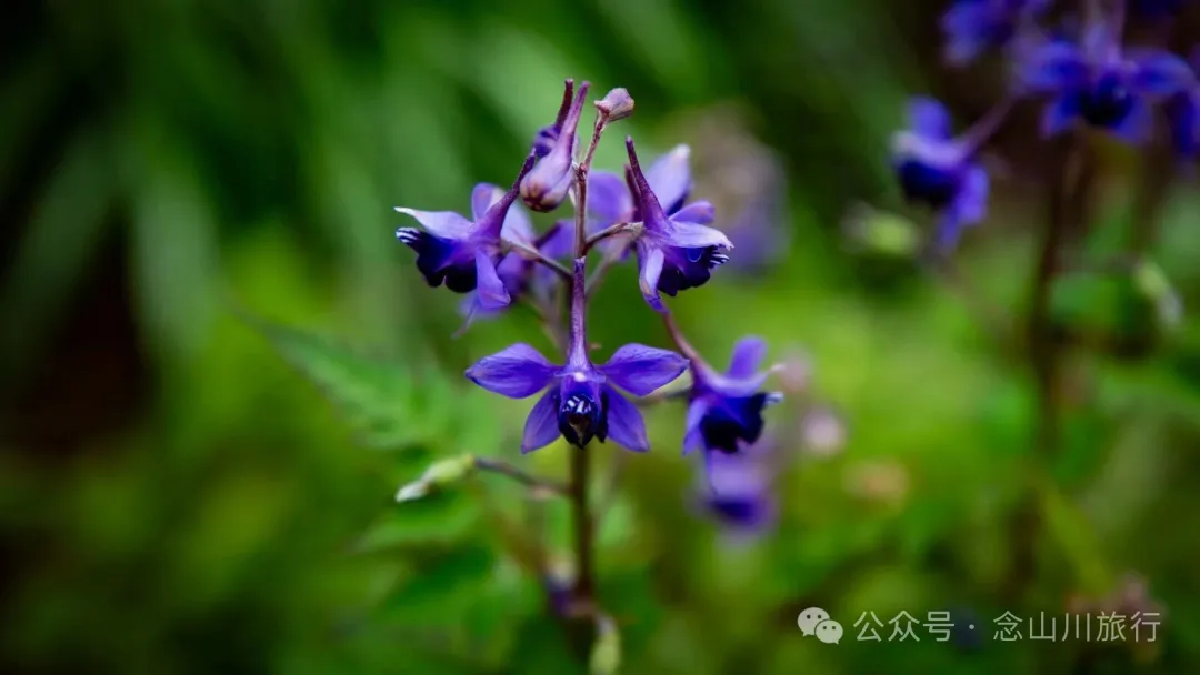 修河漫步:忆一些逃难的日子以及在河边用罾子扳虾的美好夏日黄昏 - 第9张
