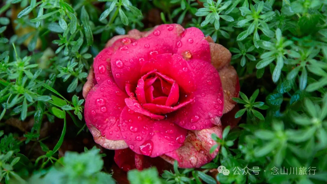 永修琐记:我的妈哟,这些不是破烂,是我们曾经的生活啊 - 第11张