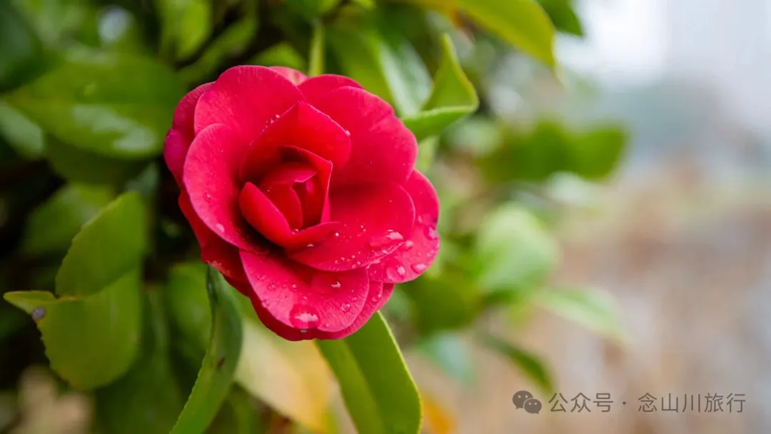 永修琐记:我的妈哟,这些不是破烂,是我们曾经的生活啊 - 第12张